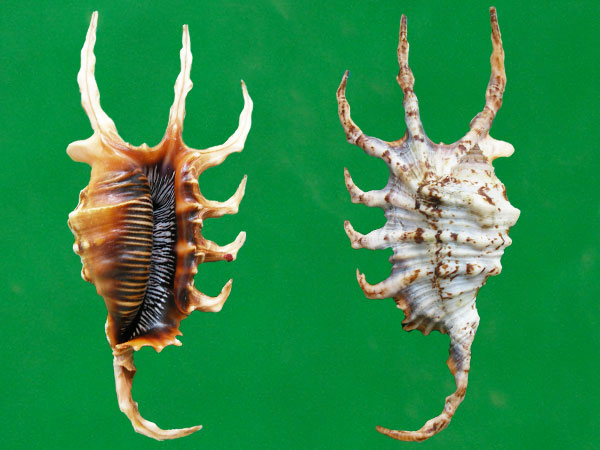 millepes scorpius scorpius