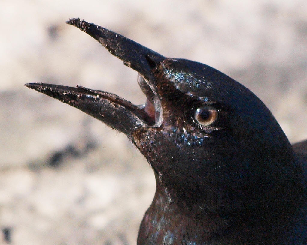  p> a>黑拟八哥是拟鹂科 /a>的一种鸟类,分布于中美洲等地域. /p>