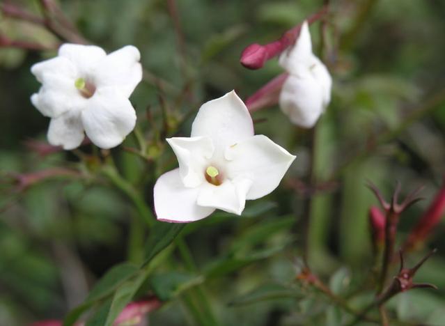  p>秀英花,又叫素方花.巴基斯坦的国花.小枝细而有角棱.