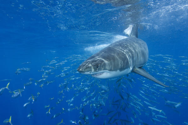 白垩刺甲鲨 /b>(学名: i>cretoxyrhina /i>)是生存于白垩纪的一属大型