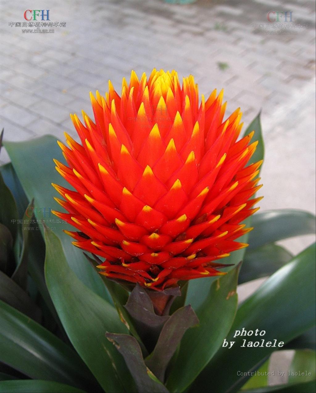 billbergia pyramidalis