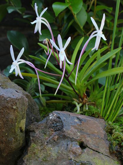 hu)是兰科风兰属植物,株高8~10厘米,茎稍扁