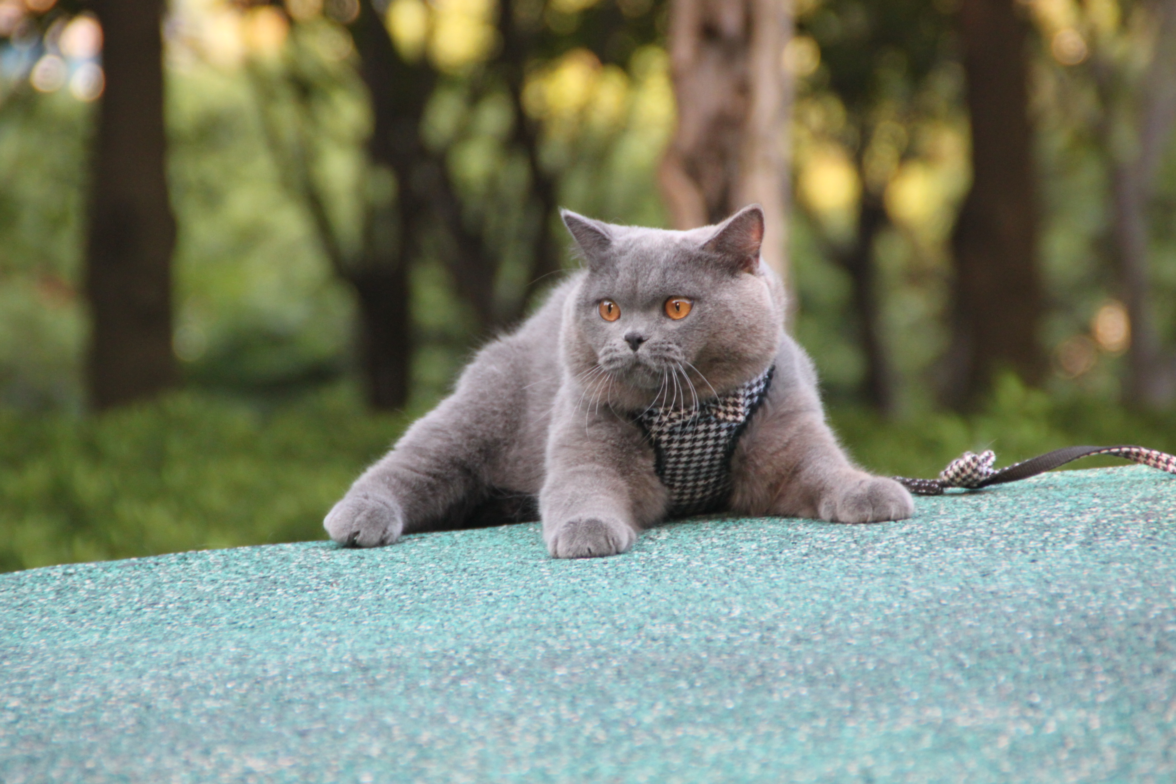 英短蓝猫
