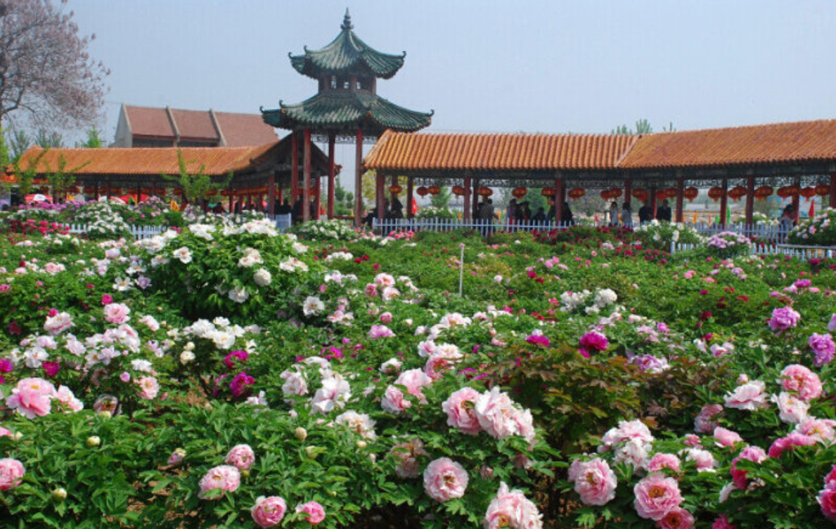 菏泽一日游必去景点(菏泽旅游景点推荐一日游)