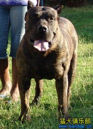 西班牙加纳利犬