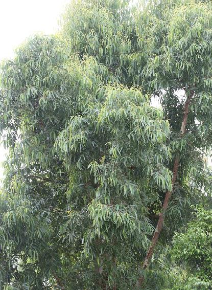 eucalyptus saligna smith