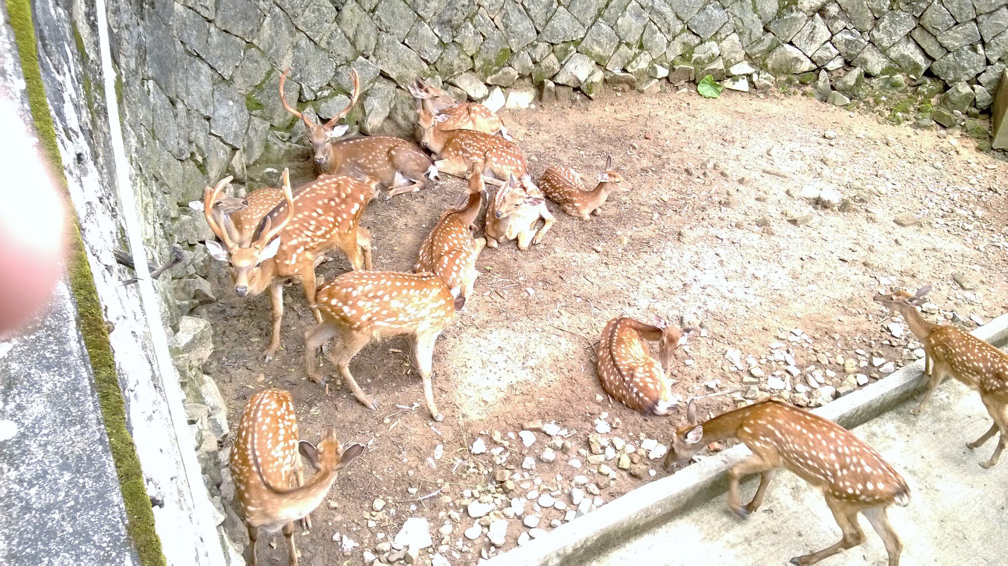 南平九峰山动物园