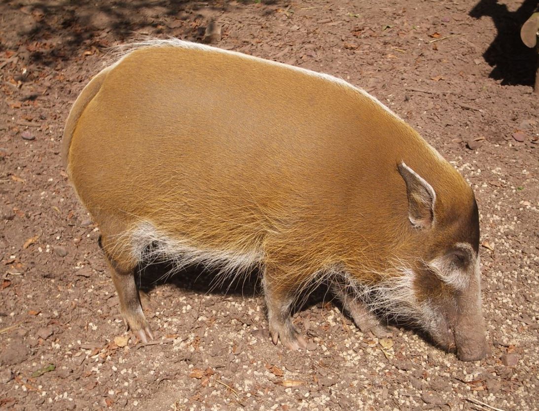  p>红河野猪(学名: i>potamochoerus porcus /i>):体长100-150厘米