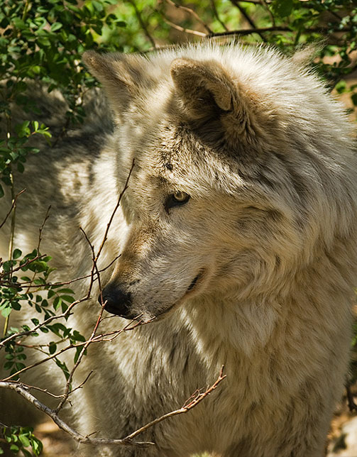  p>苔原狼 i>(学名:canis lupus albus) /i>是灰狼的一个亚种,属于
