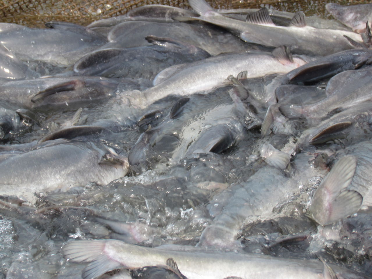  p>长吻体裸露无鳞,头顶为皮肤所盖,仅枕骨部裸露.