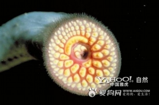  p data-id="go1kqg95xt">七鳃鳗,又名八目鳗,它的特点是嘴呈圆筒形
