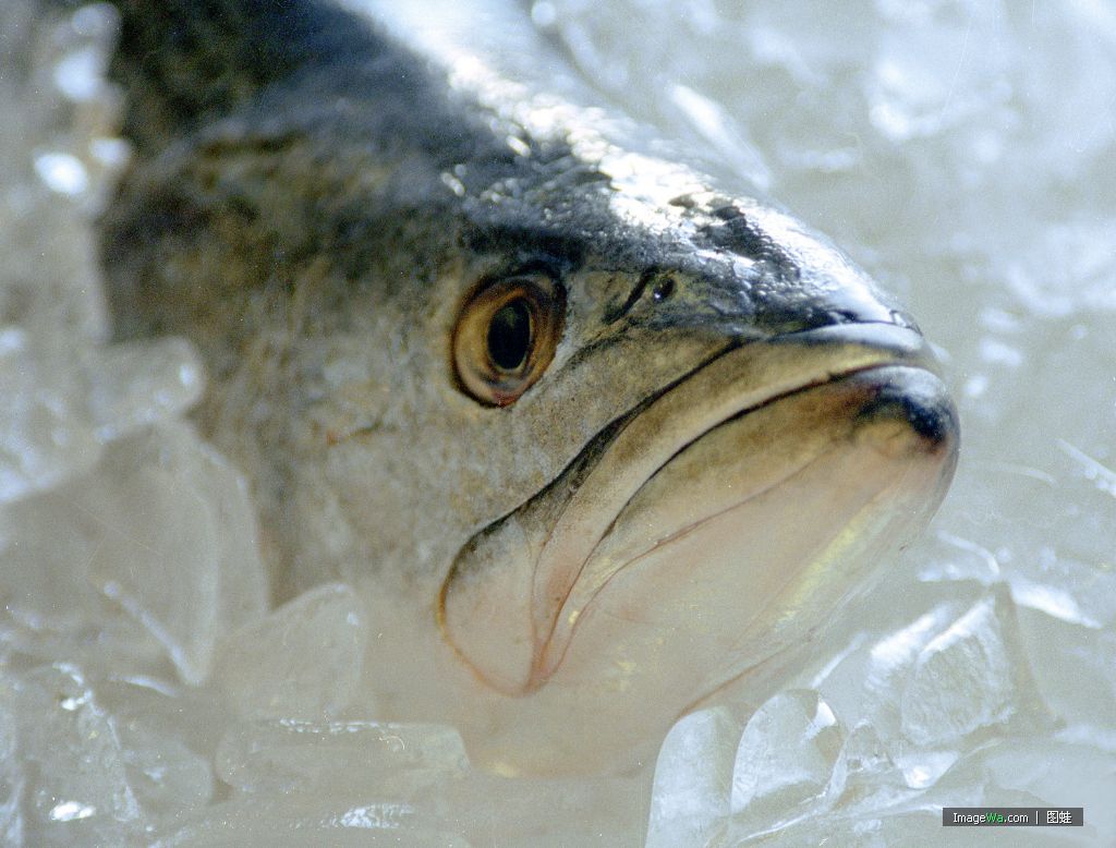  p>藏龙鱼即 a target="_blank" href="/item/花斑裸鲤/1917995" data