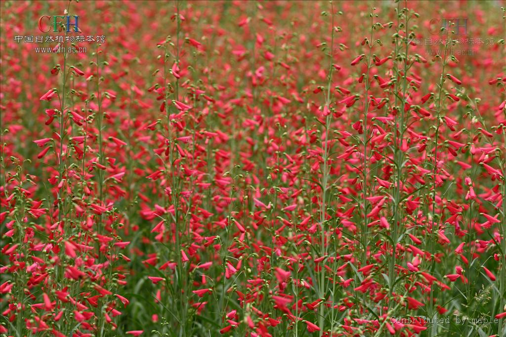  p> a href="#">钓钟柳 /a>,也叫吊钟柳为多年生常绿 a href="#" data