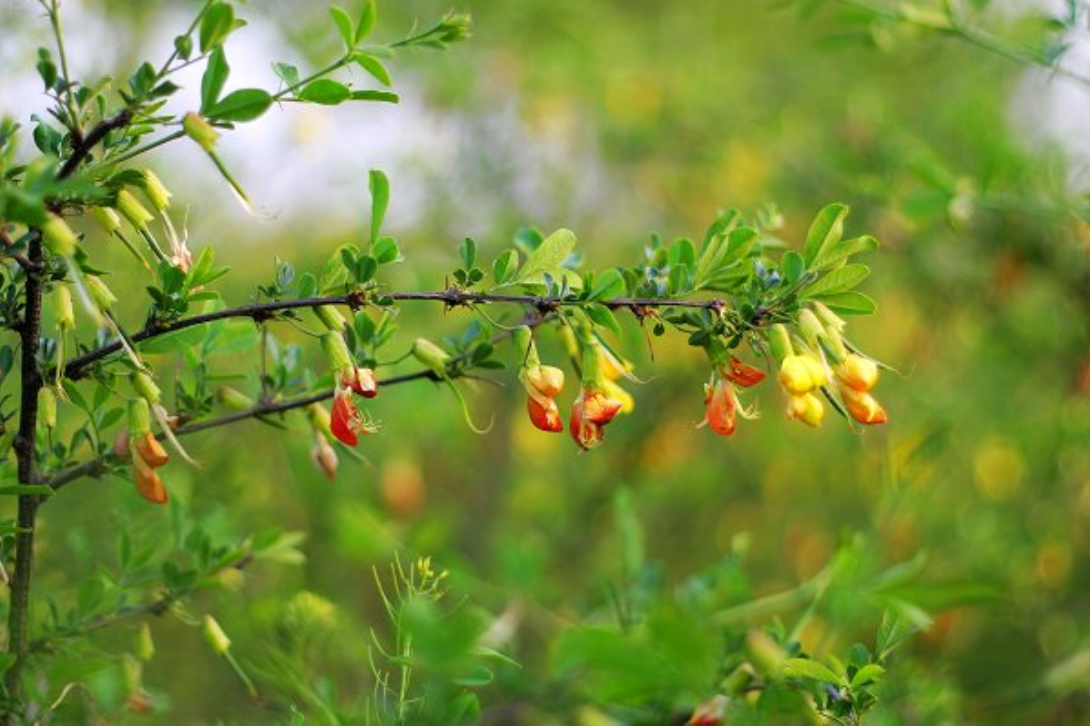 ="gnx99kjgle">瘿椒树 (又名 泡花,皮巴风,银雀树,瘿漆树,丹树,银鹊树