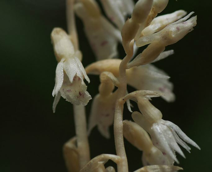  p>虎舌兰(学名: i>epipogium roseum /i>  (d. don) lindl.