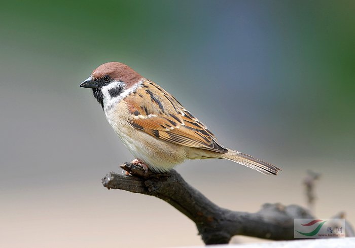  p>树麻雀普通亚种(学名: i>passer montanus saturatus /i>)是树麻雀