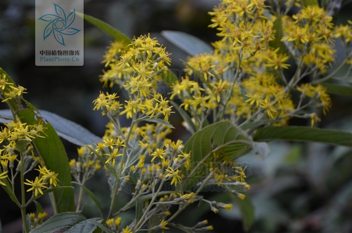  p>密花合耳菊(学名:synotis cappa)是菊科合耳菊属的植物.