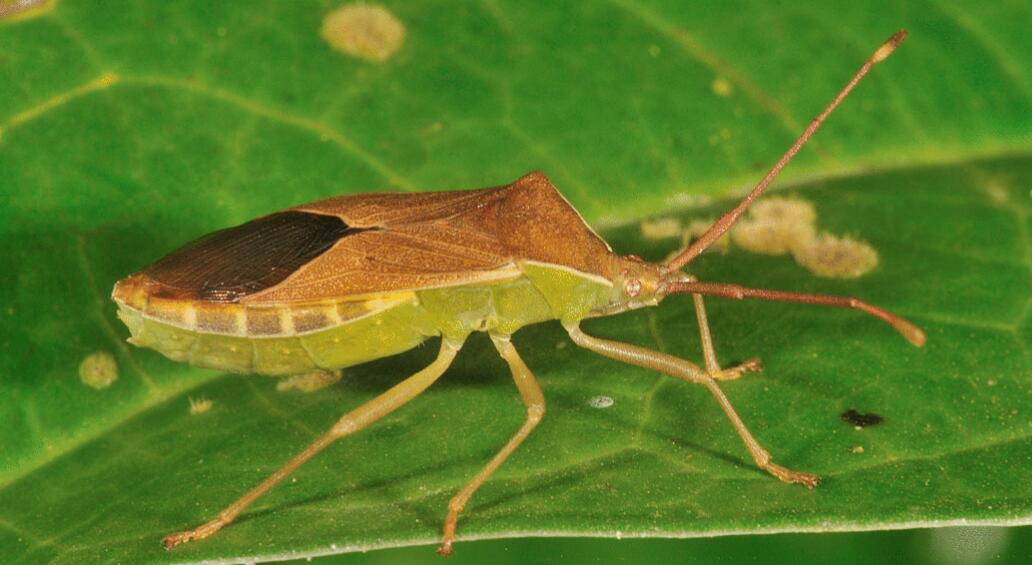 身体背面黑褐色或深黑褐色,身体腹面鲜黄色或黄褐色; /p>