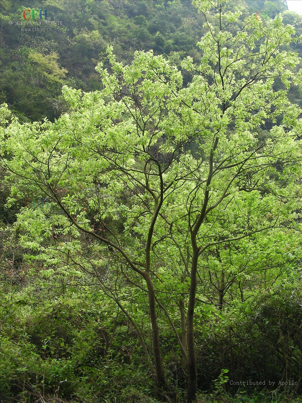  p>南川柳(学名: i>salix rosthornii /i> seemen )是杨柳科,柳属乔木