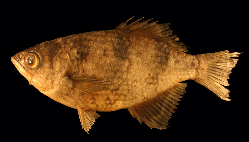  p>射水鱼(英文名称:archer fish)是印度洋-太平洋地区射水鱼科,5种鱼