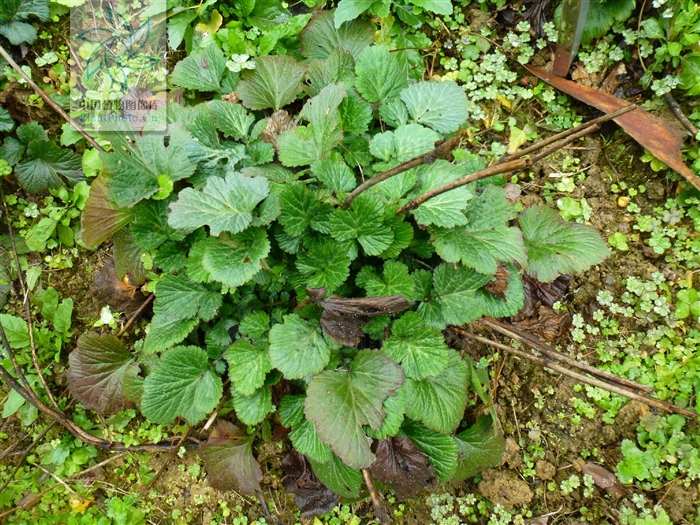  p>柔毛路边青,多年生草本.须根,簇生.