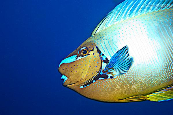  p>角鱼(学名: i>epalzeorhynchos bicornis /i>)属鲤科野鲮亚科角鱼