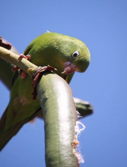  p>黄翅斑鹦哥(学名:brotogeris chiriri)是典型的