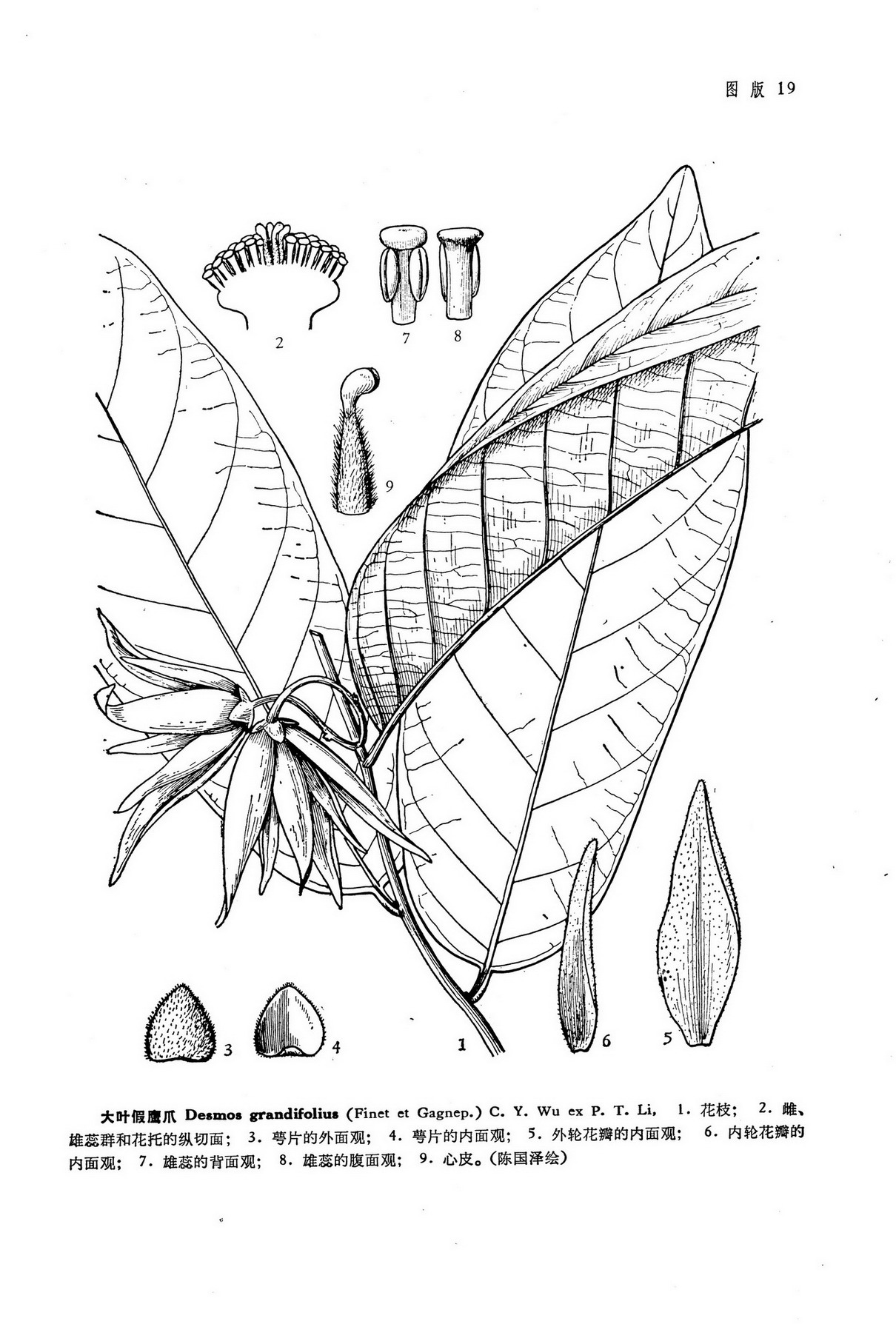 desmos grandifolius (finet