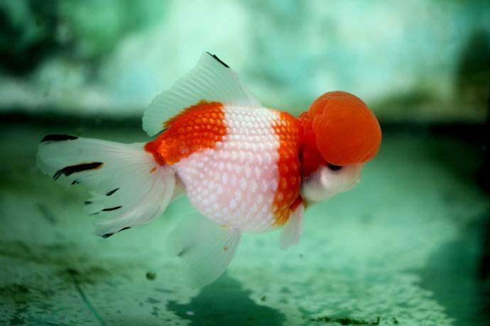 红皇冠珍珠金鱼