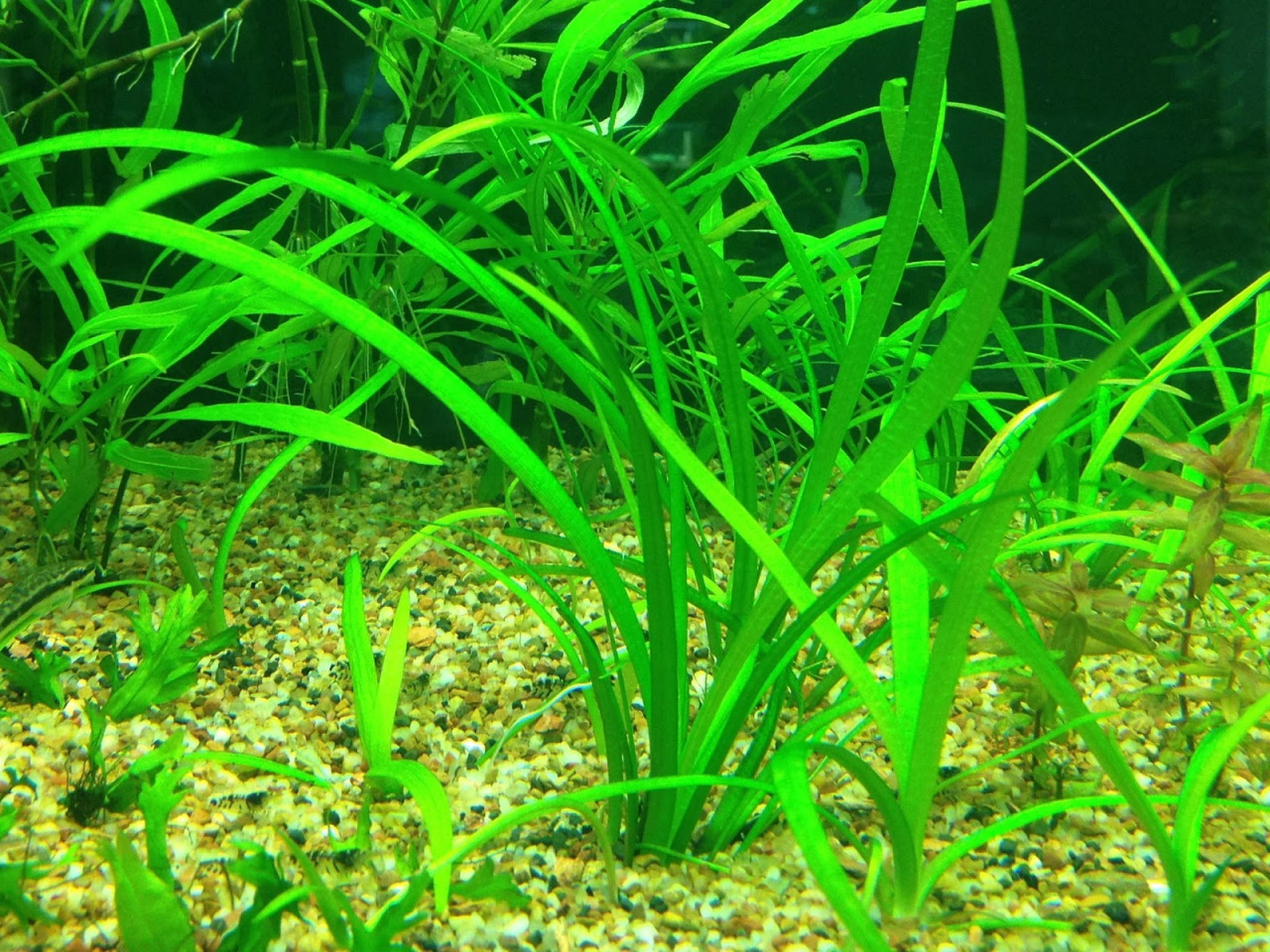 中水兰_百度百科