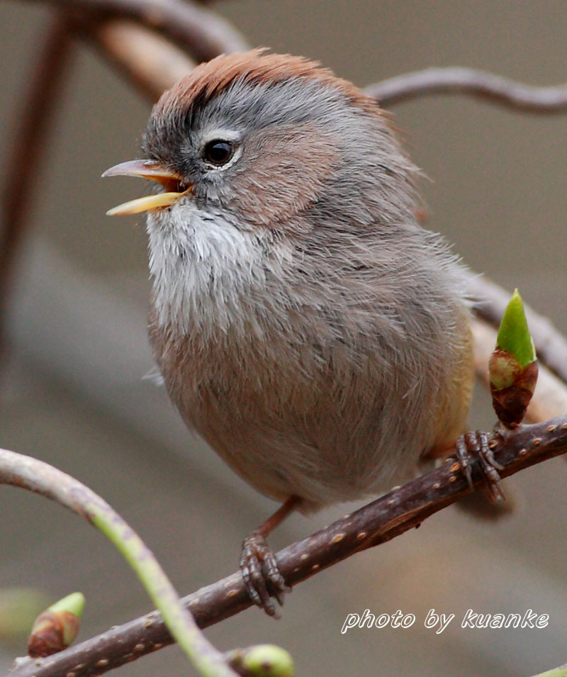  p>褐头雀鹛(学名: i>fulvetta cinereiceps /i> )是莺科,雀鹛属小型