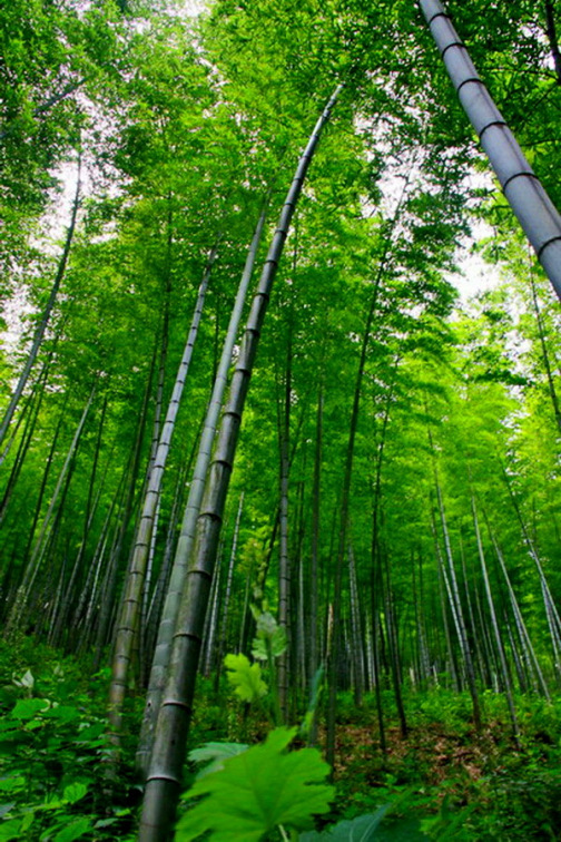 青竹（禾本科刚竹属植物）_百度百科