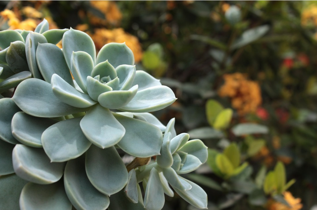  p data-id="tzpex32s3onr">石莲(  i>sinocrassula indica /i>