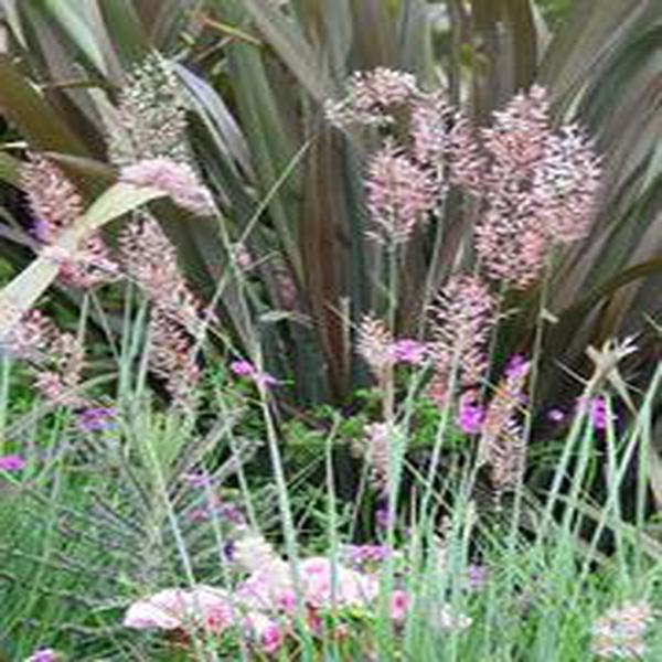 ="/item/禾本科/2458872" data-lemmaid="2458872">禾本科 /a>植物