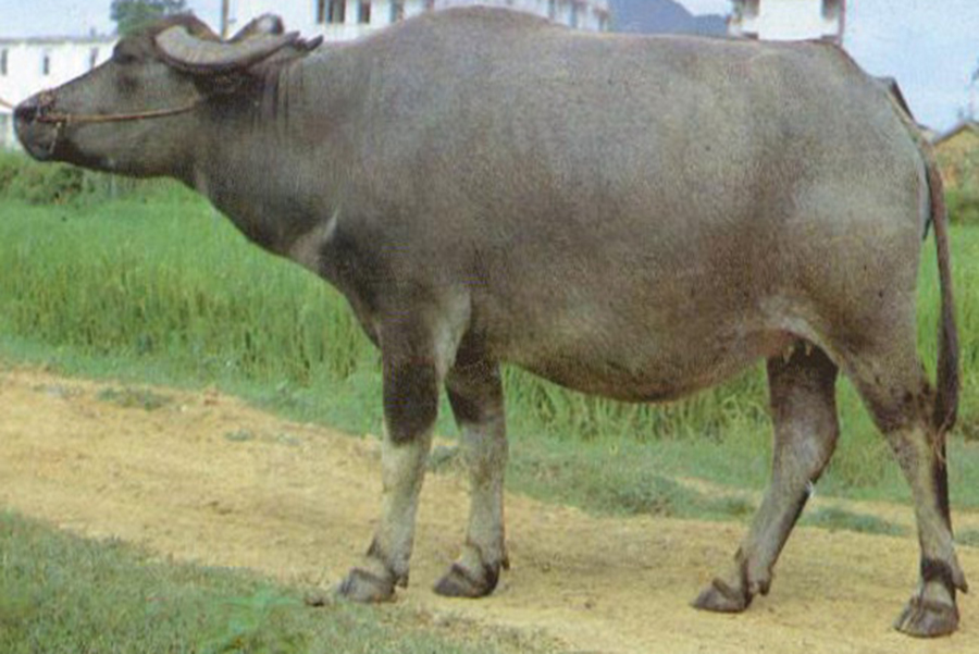 水牛
