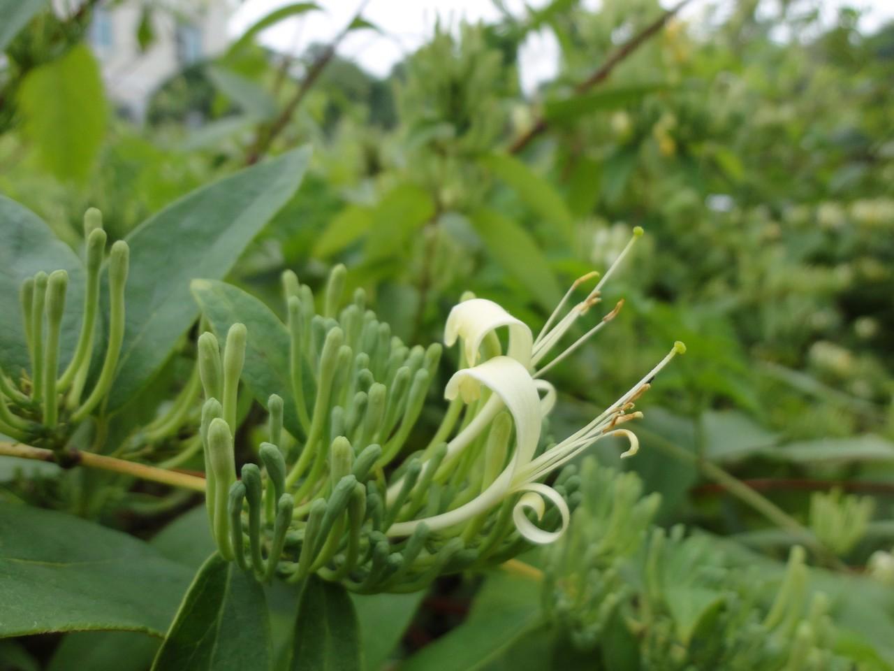 山金银花