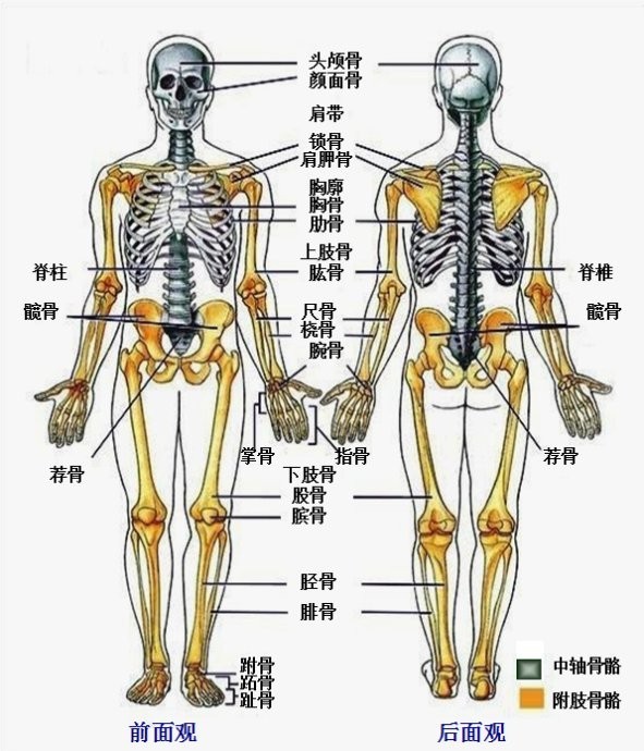 人骨图片全身名称图片