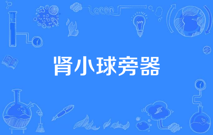肾小球旁器