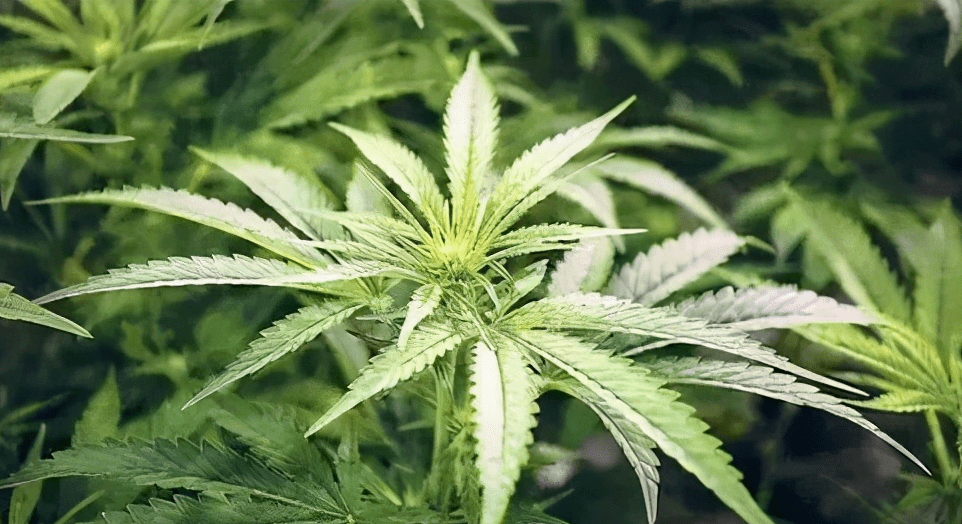  p data-id="txtjftwvoazi">大麻( i>cannabis sativa /i> l.