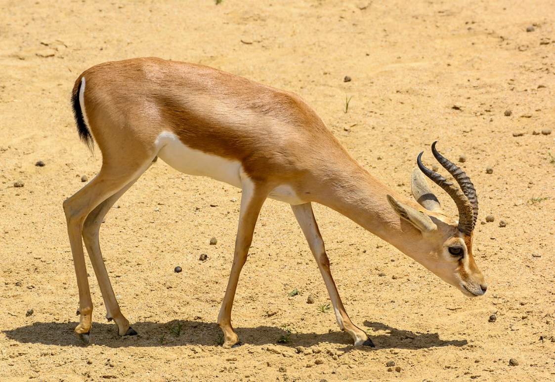  p>鹿瞪羚(学名: i>gazella dorcas /i>):是偶蹄目,牛科,瞪羚属的 a
