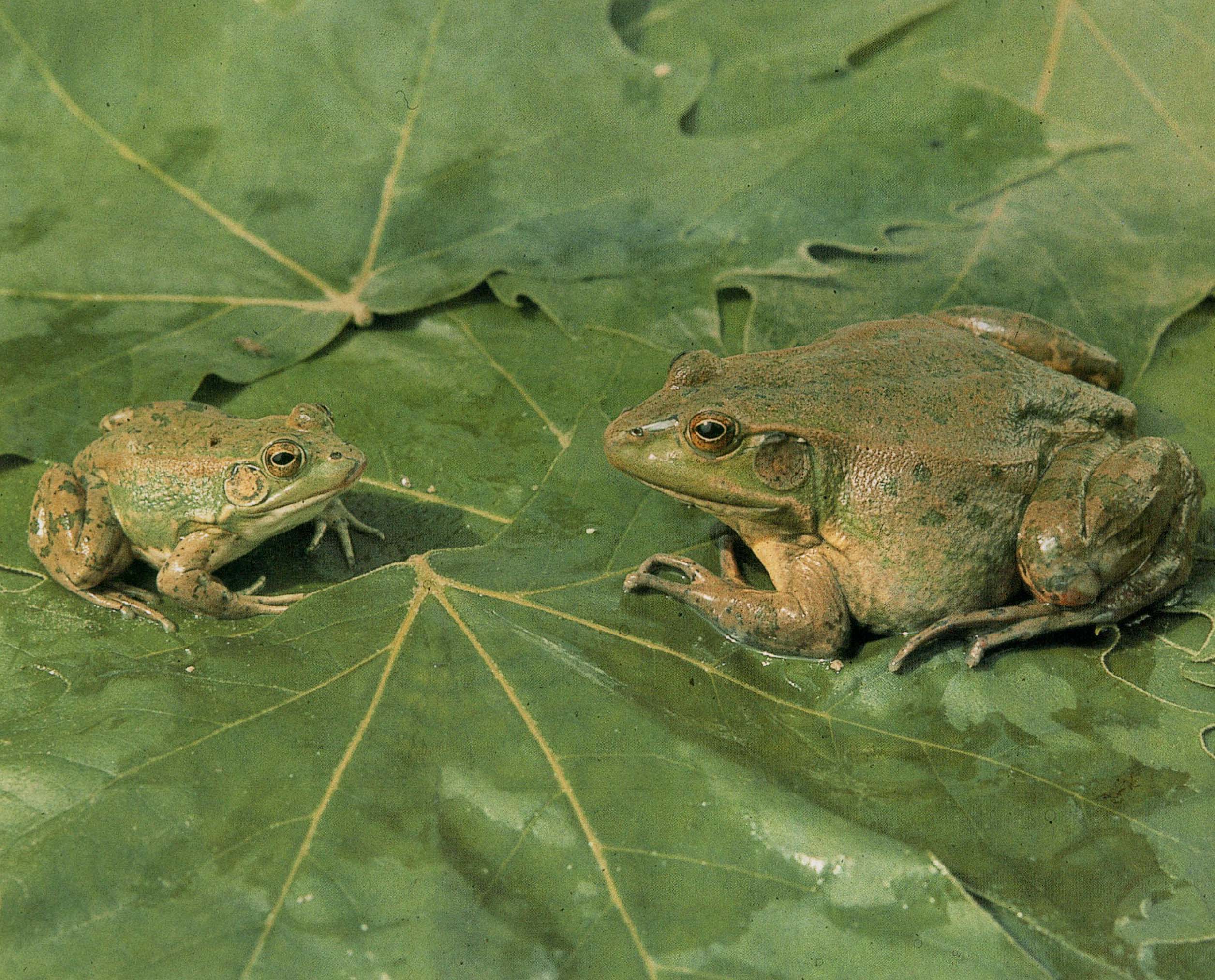 两栖动物/305362" data-lemmaid="305362">两栖动物 /a>,中国特有种