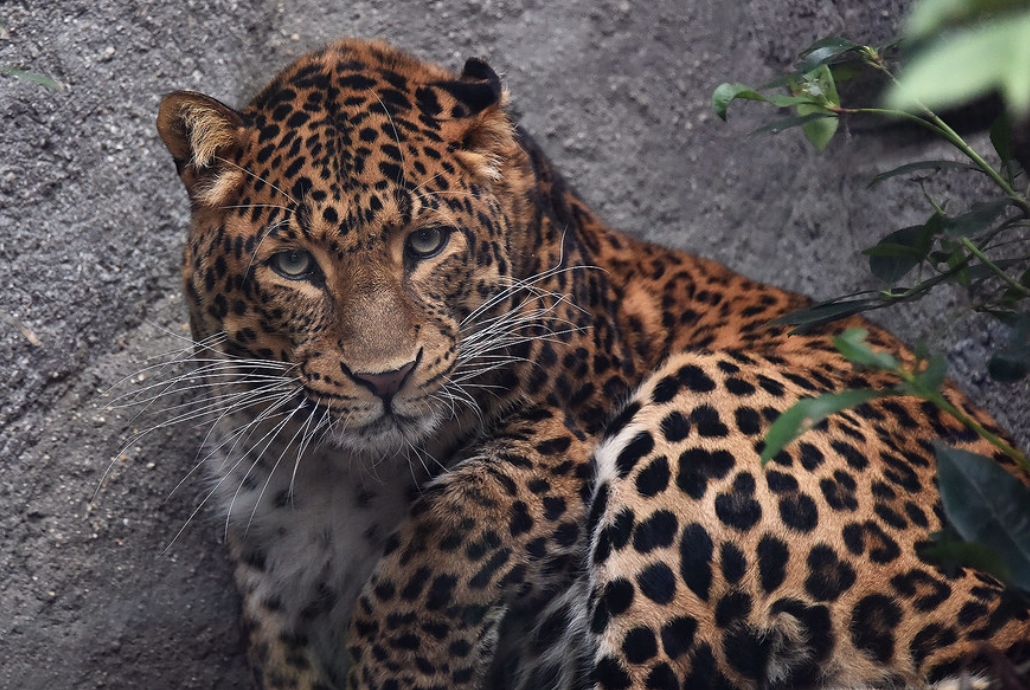 id="gnco8ktlba">华北豹(学名: i>panthera pardus japonensis /i>)