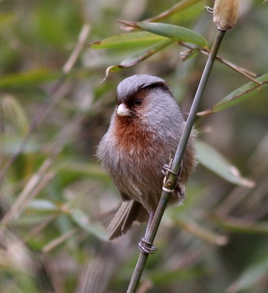  p>灰冠鸦雀(学名: i>sinosuthora przewalskii /i>)是莺科,鸦雀属