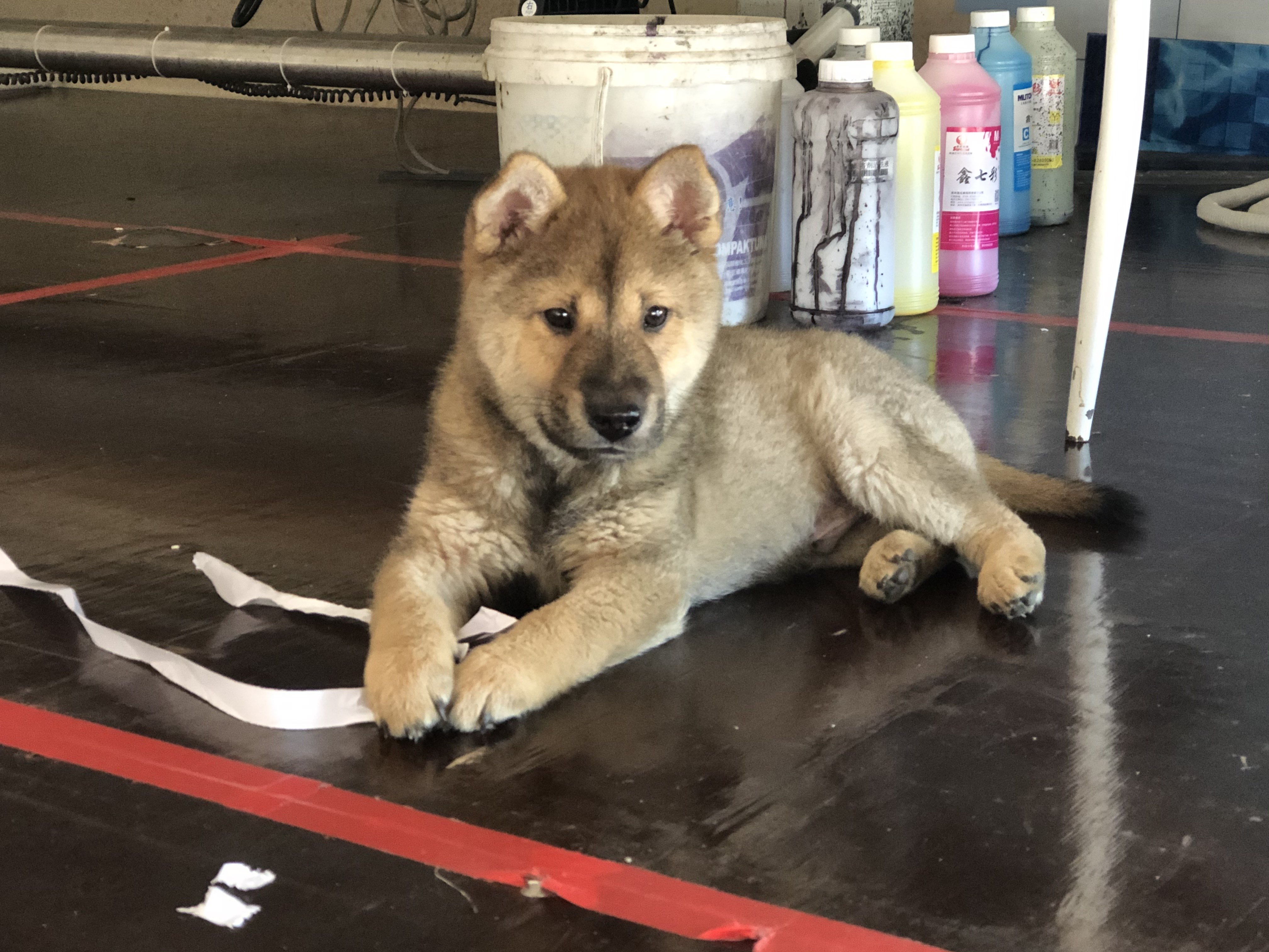  p>唐狗是中国的神犬,又名中华猎犬.没有固定的血统.