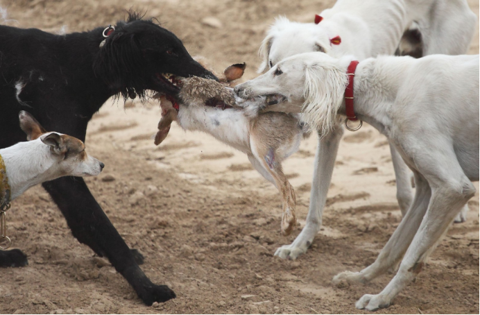 山东犬 逐渐没落的中国名犬 百科ta说