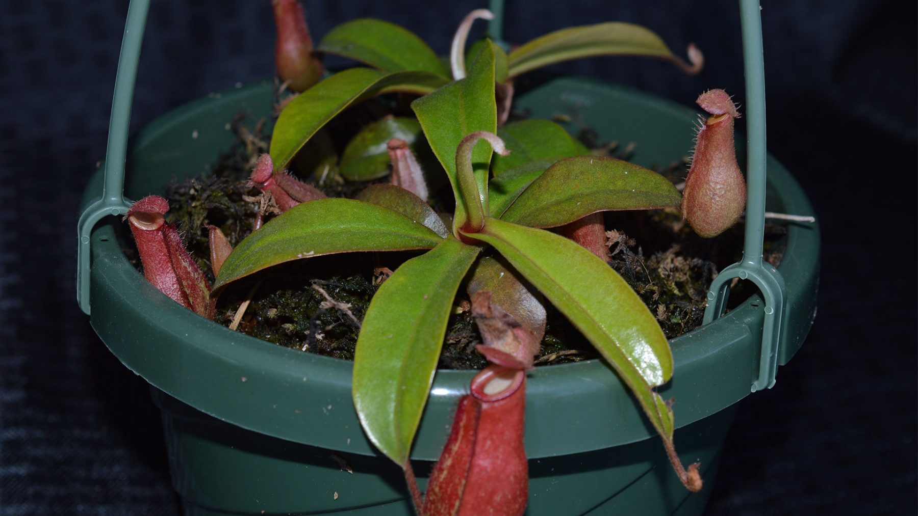 血腥玛丽猪笼草