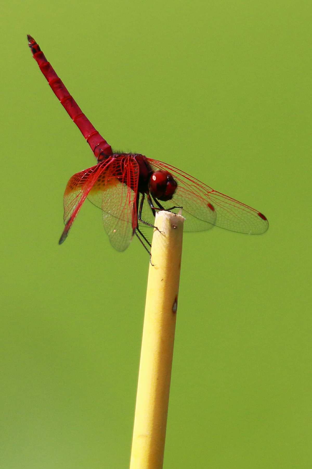 红蜻蜓