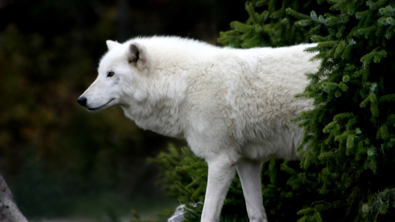雪狼：这个猎手不一般_百科TA说