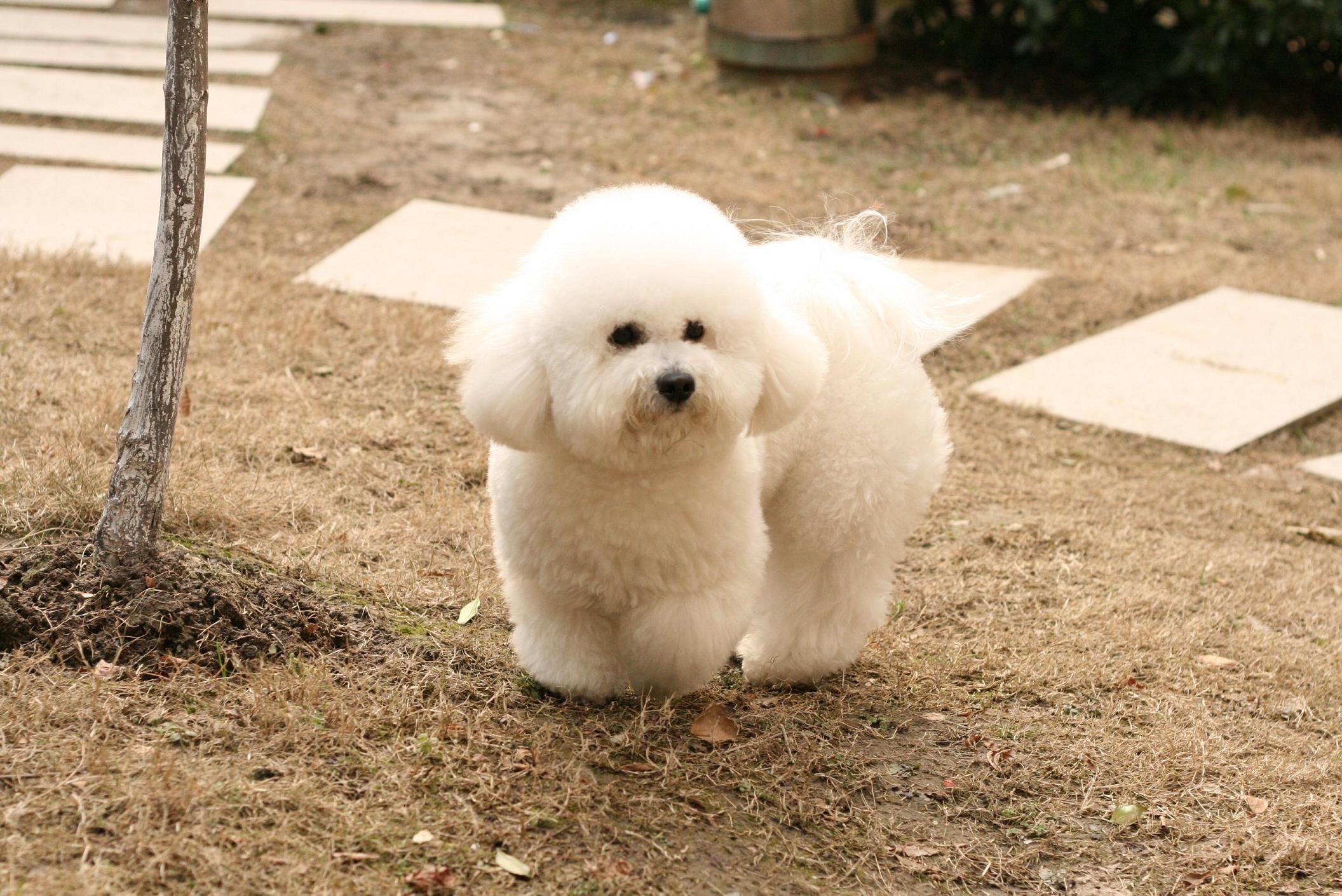 比熊犬