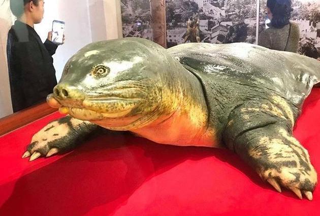 斑鳖——注定走向灭亡的生物_百科TA说